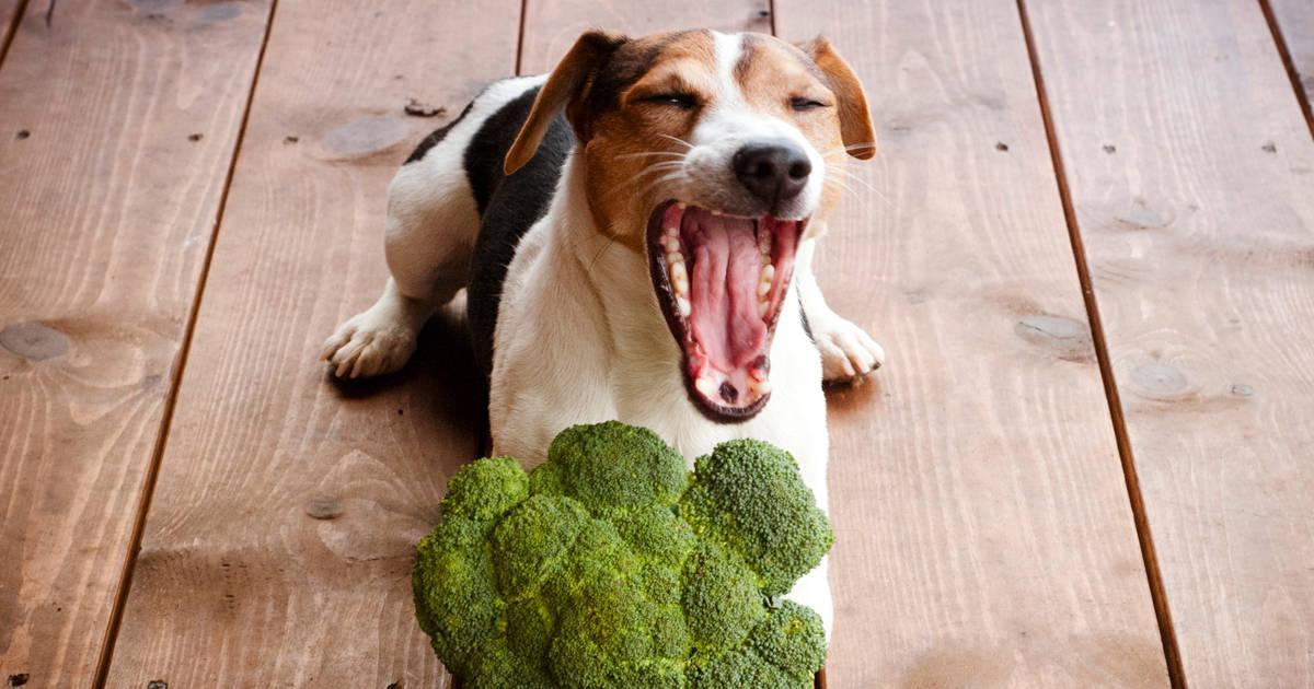 What Is The Healthiest Dog Food? | Silva International