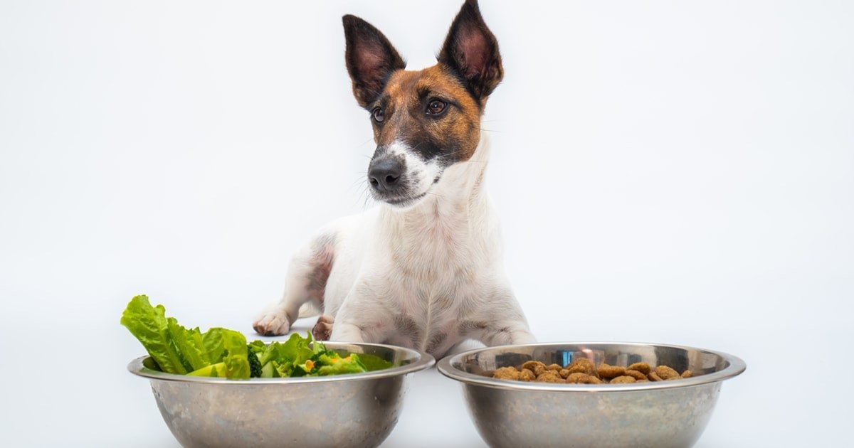 plant based dog diet